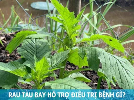 rau tàu bay hỗ trợ điều trị u xơ tuyến tiền liệt