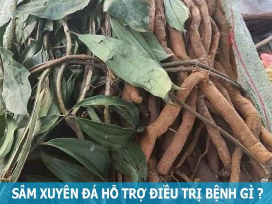 sâm xuyên bá hỗ trợ điều trị chứng ra mồ hôi trộm