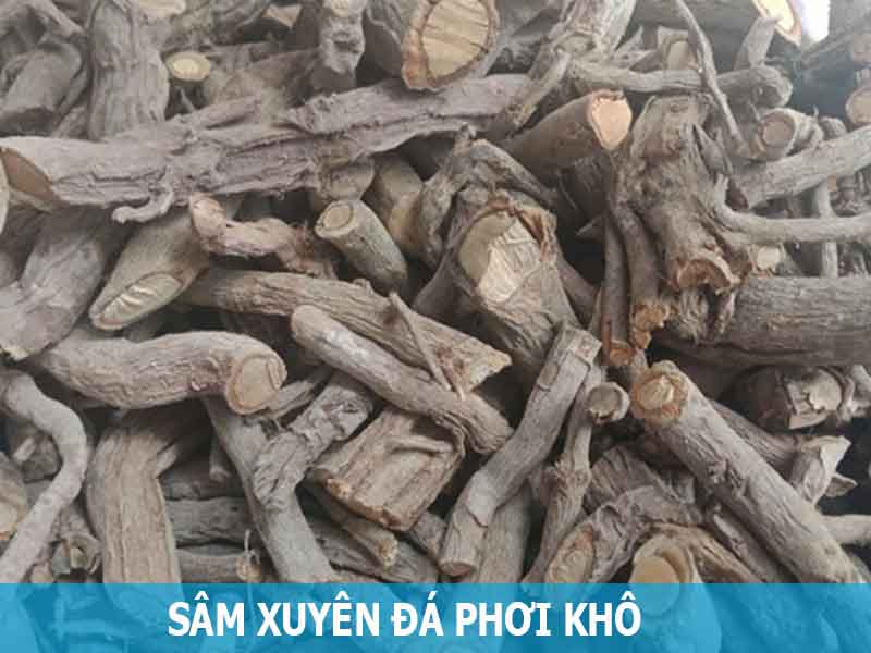 sâm xuyên đá phơi khô