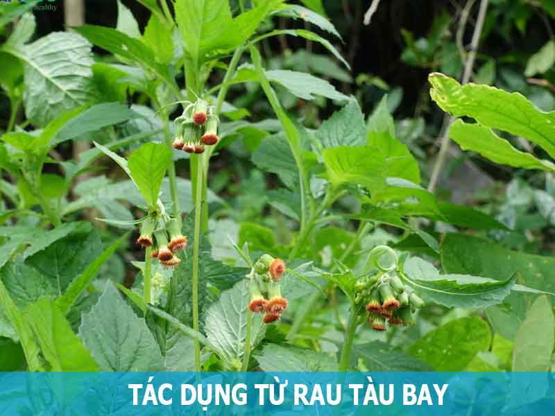 tác dụng của rau tàu bay