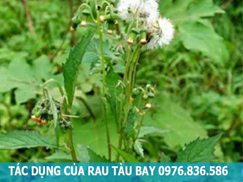 tác dụng của rau tàu bay