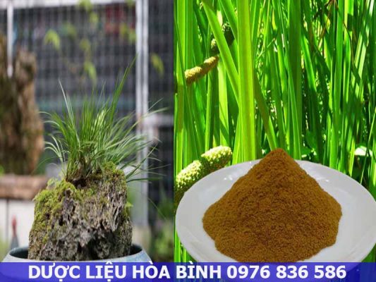 Thạch xương bồ hỗ trợ ổn định kinh nguyệt