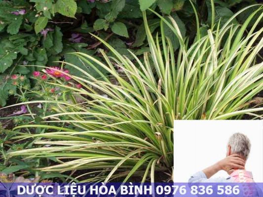 Thạch xương bồ hỗ trợ điều trị đau nhức xương khớp