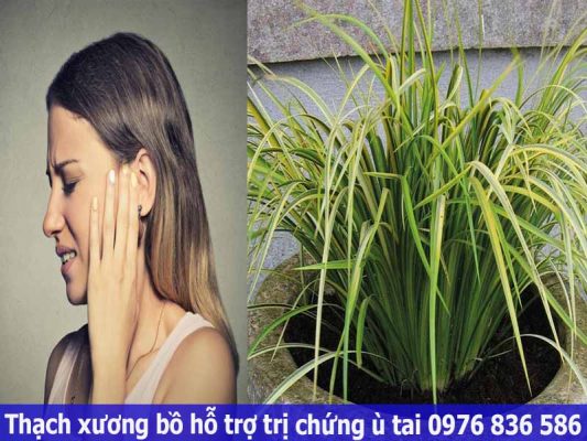 Thạch xương bồ hỗ trợ trị chứng ù tai