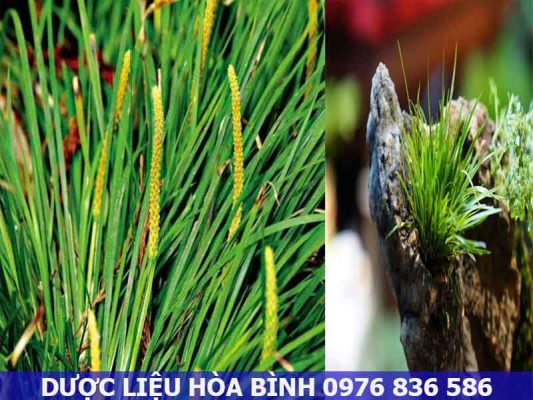 Thạch xương bồ hỗ trợ trị sốt cao gây hôn mê