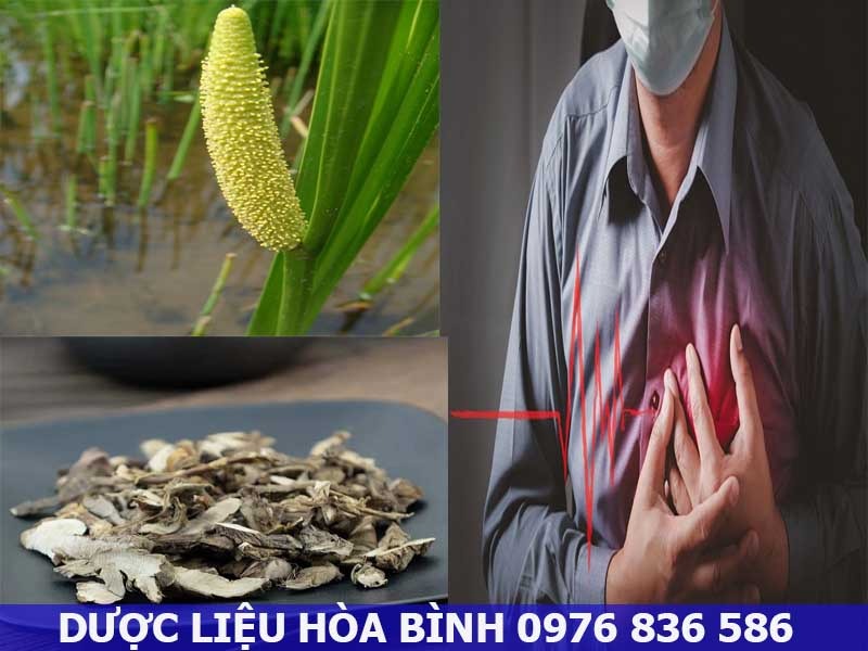 Thạch xương bồ hỗ trợ điều trị rối loạn nhịp tim