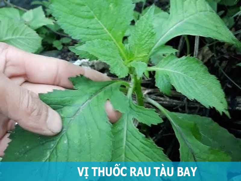 vị thuốc rau tàu bay