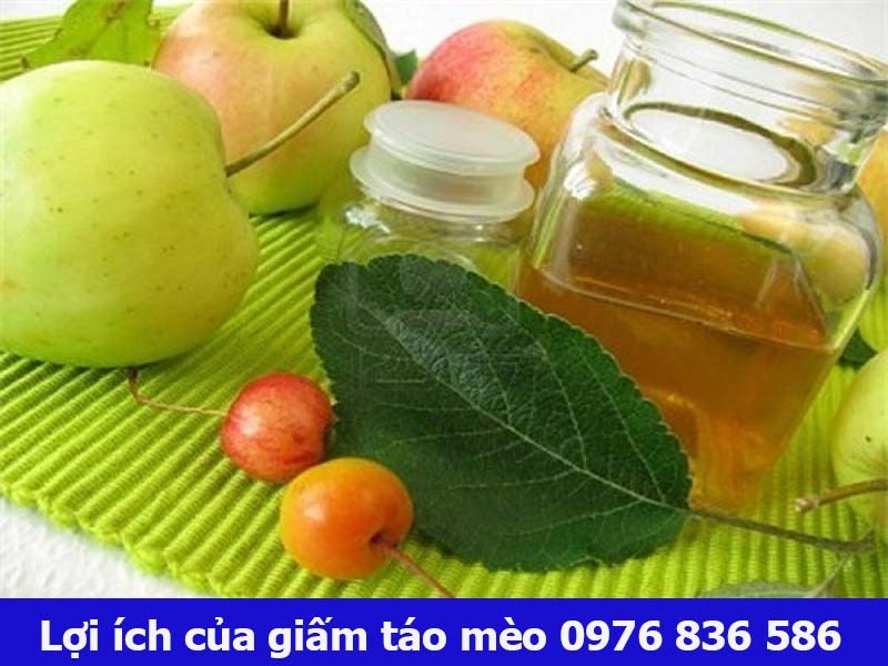 Cách làm giấm táo mèo đơn giản