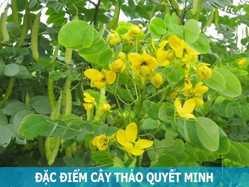 đặc điểm cây thảo quyết minh