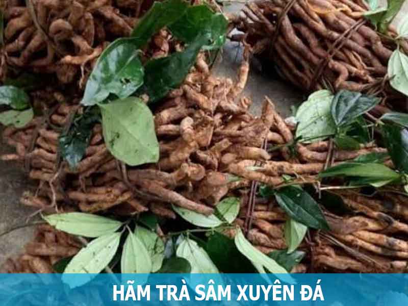 hãm trà sâm xuyên đá