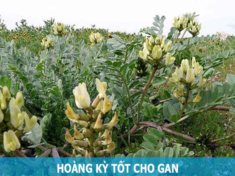 hoàng kỳ rất tốt cho gan