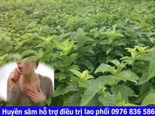 Huyền sâm hỗ trợ điều trị điều trị lao phổi