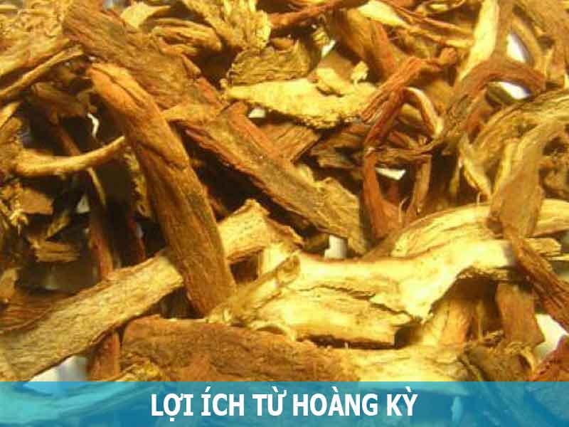 lợi ích từ hoàng kỳ