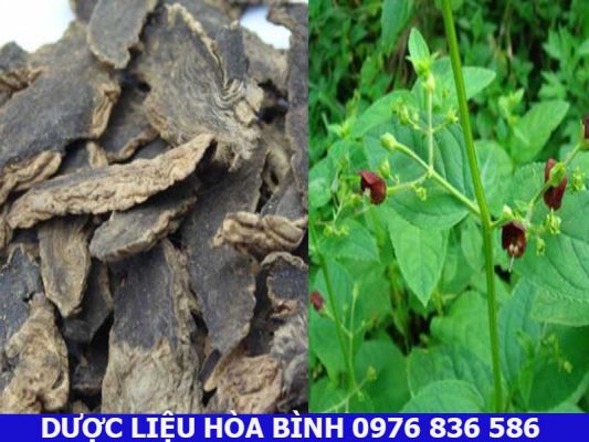 Liều dùng và cách dùng huyền sâm tốt nhất