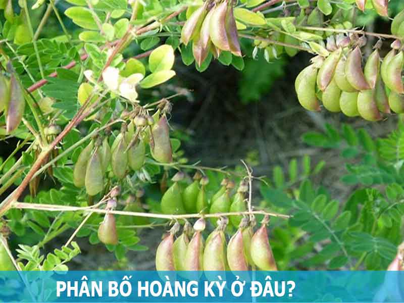 phân bố hoàng kỳ ở đâu