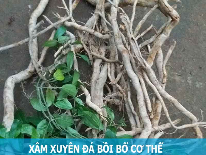 sâm xuyên đá bồi bổ cơ thể