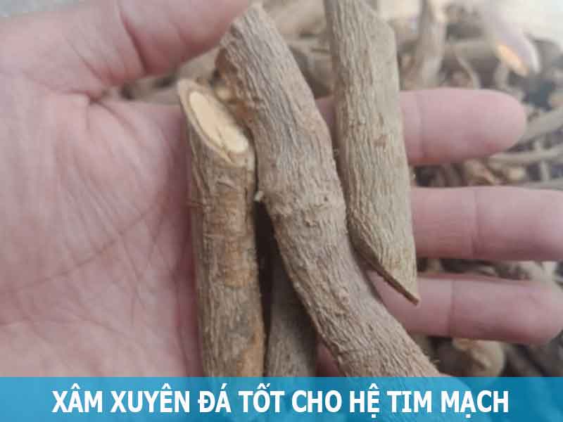 sâm xuyên đá tốt cho hệ tim mạch