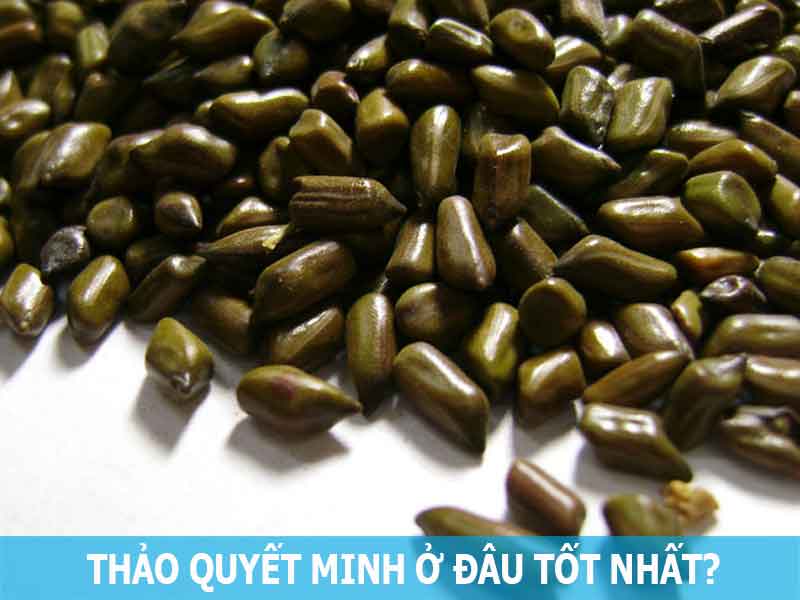 thảo quyết minh ở đâu tốt nhất