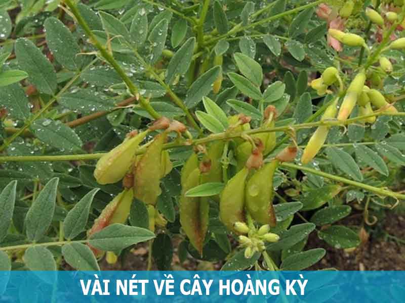 vài nét về cây hoàng kỳ