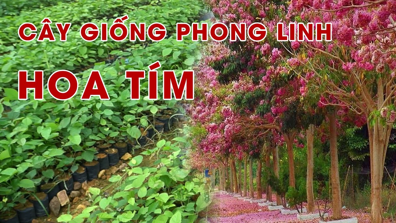 Cây Phong linh tím trồng bao lâu ra hoa