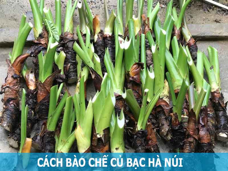 cách bào chế củ bạc hà núi