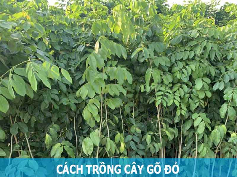 cách để trồng cây gõ đỏ