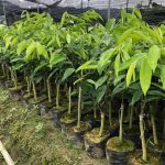 Cách trồng và chăm sóc cây kỳ nam (Kỳ Hải Nam) đúng kỹ thuật