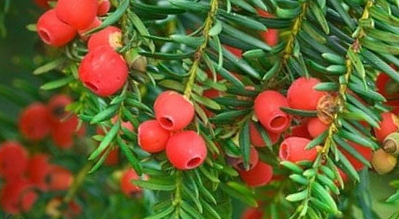 Tìm hiểu về cây giống thông đỏ quý hiếm