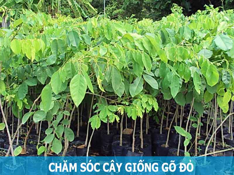 chăm sóc cây gõ đỏ