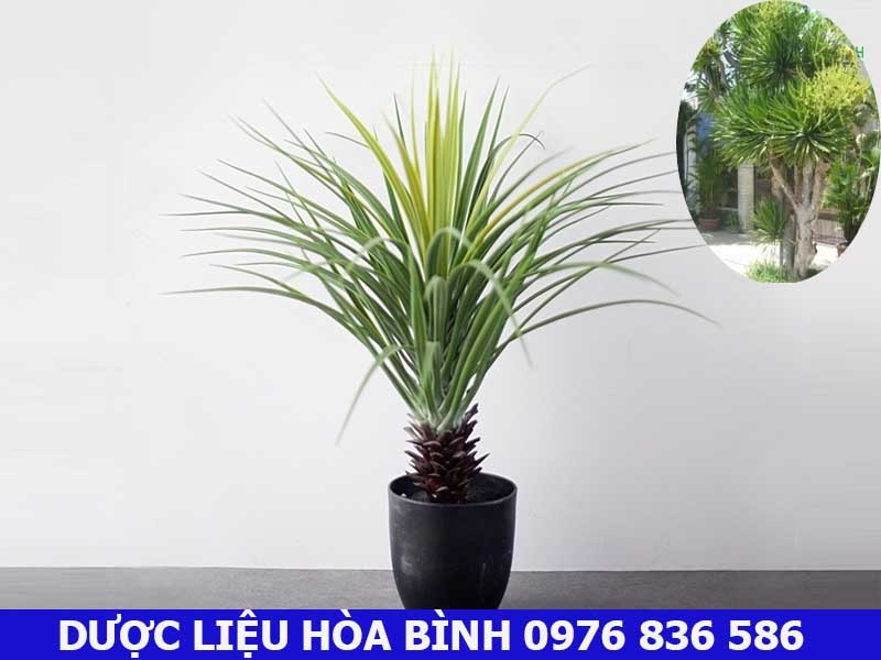 Cây huyết giác có nên trồng trong nhà?