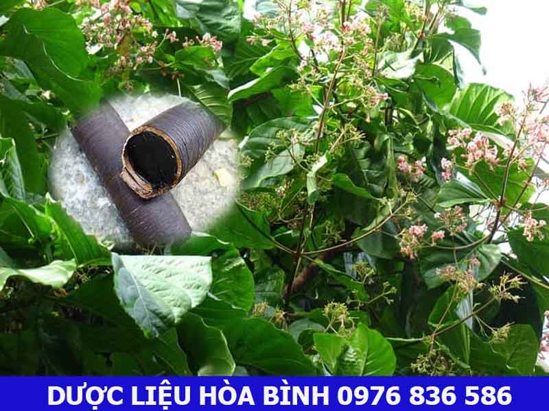 Những ai không nên dùng quả canh ki na?