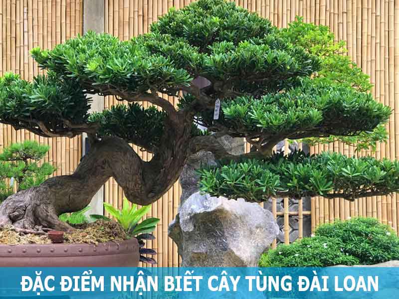đặc điểm nhận biết cây tùng Đài Loan