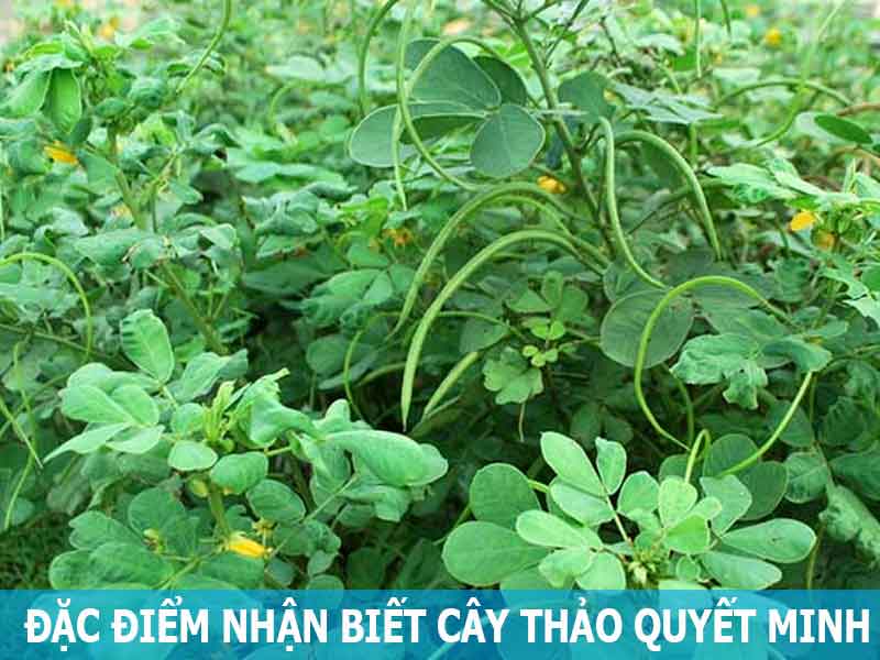 đặc điểm nhận biết cây thảo quyết minh