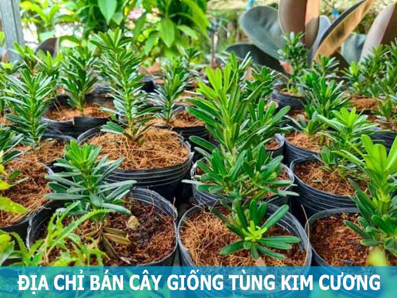 địa chỉ bán cây tùng kim cương