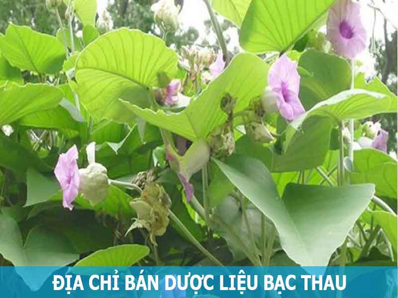 địa chỉ bán dược liệu bạc thau