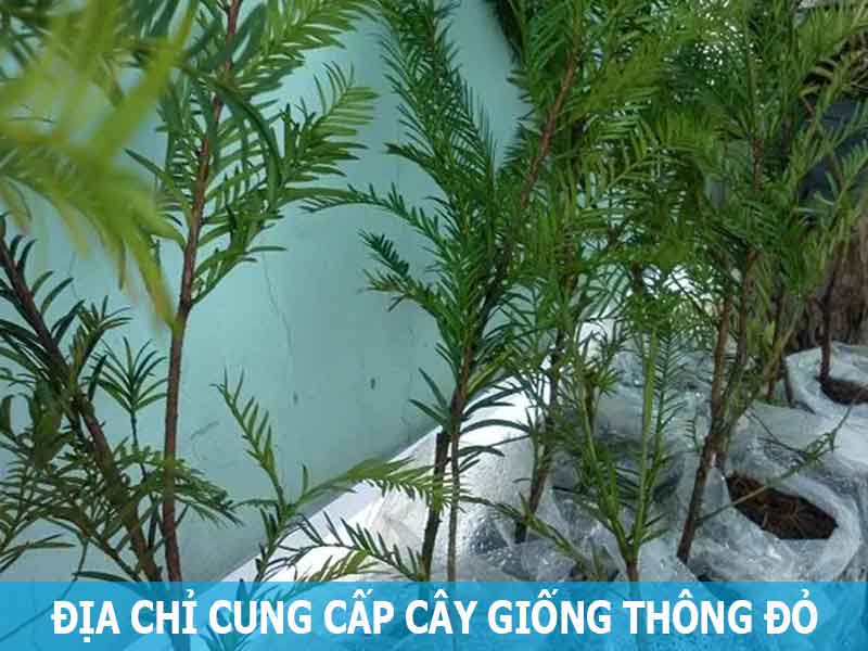 địa chỉ cung cấp cây giống thông đỏ