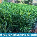 Giá bán cây giống tùng Đài Loan sỉ lẻ toàn quốc