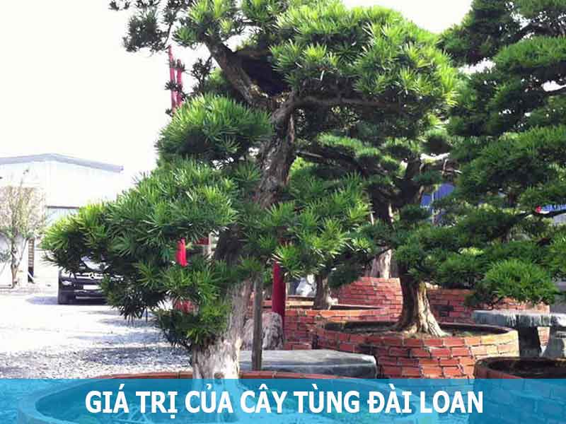 giá trị cây tùng Đài Loan