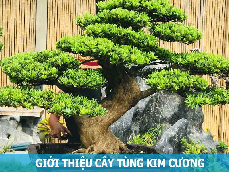 giới thiệu cây tùng kim cương