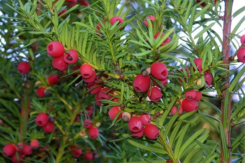 Hình ảnh cây giống thông đỏ