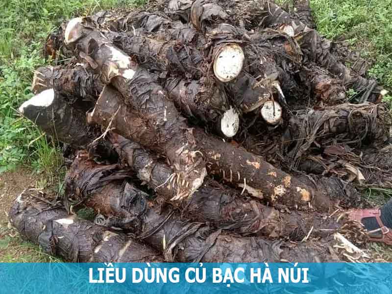 liều lượng sử dụng củ bạc hà núi