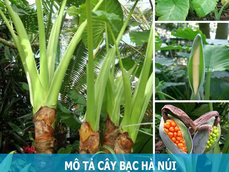 mô tả cây bạc hà núi