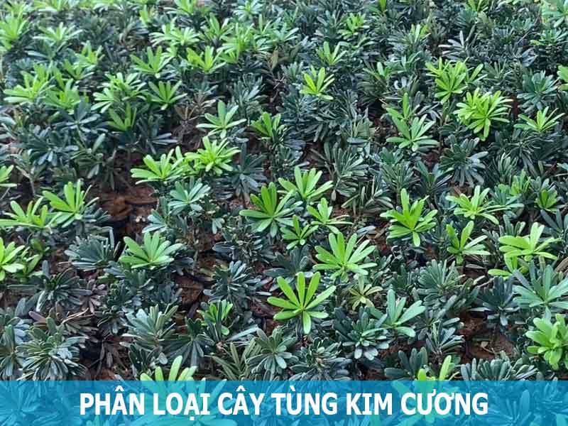 tùng kim cương có mấy loại