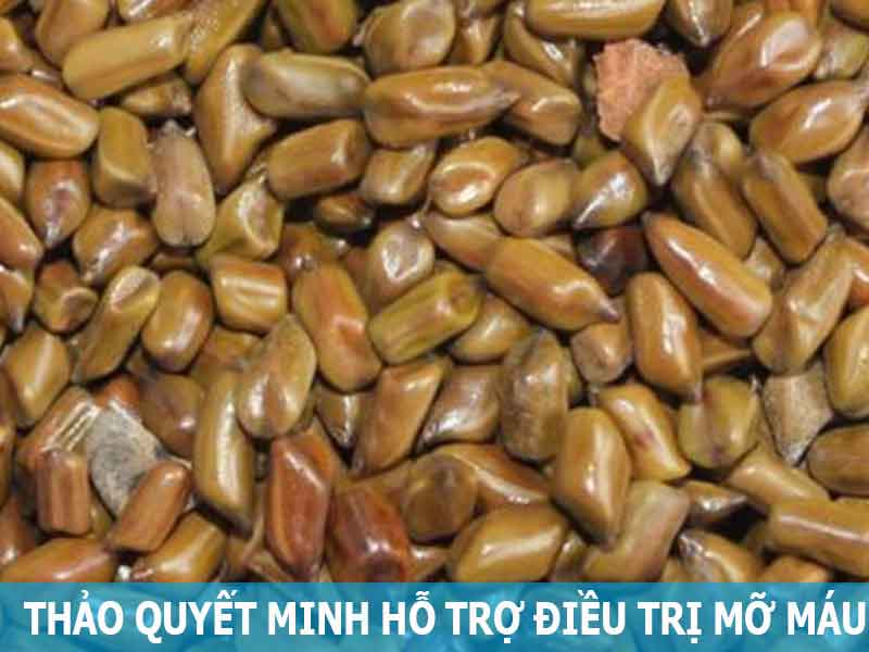 thảo quyết minh hỗ trợ điều trị mỡ máu