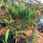 Kỹ thuật trồng và chăm sóc cây giống thông đen Nhật Bản