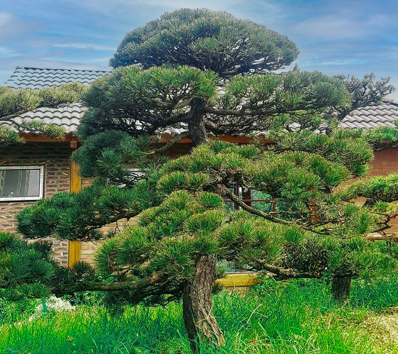 Ý nghĩa phong thủy của cây thông đen Nhật Bản