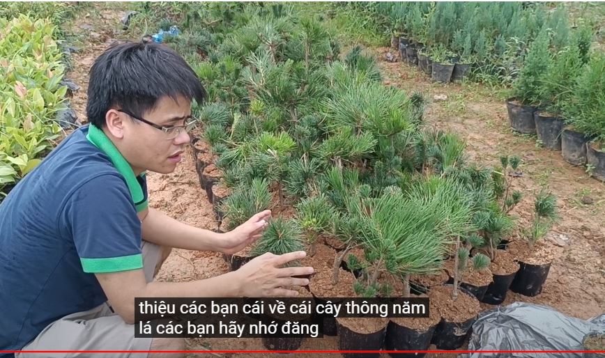 Cách trồng cây thông đen Nhật Bản