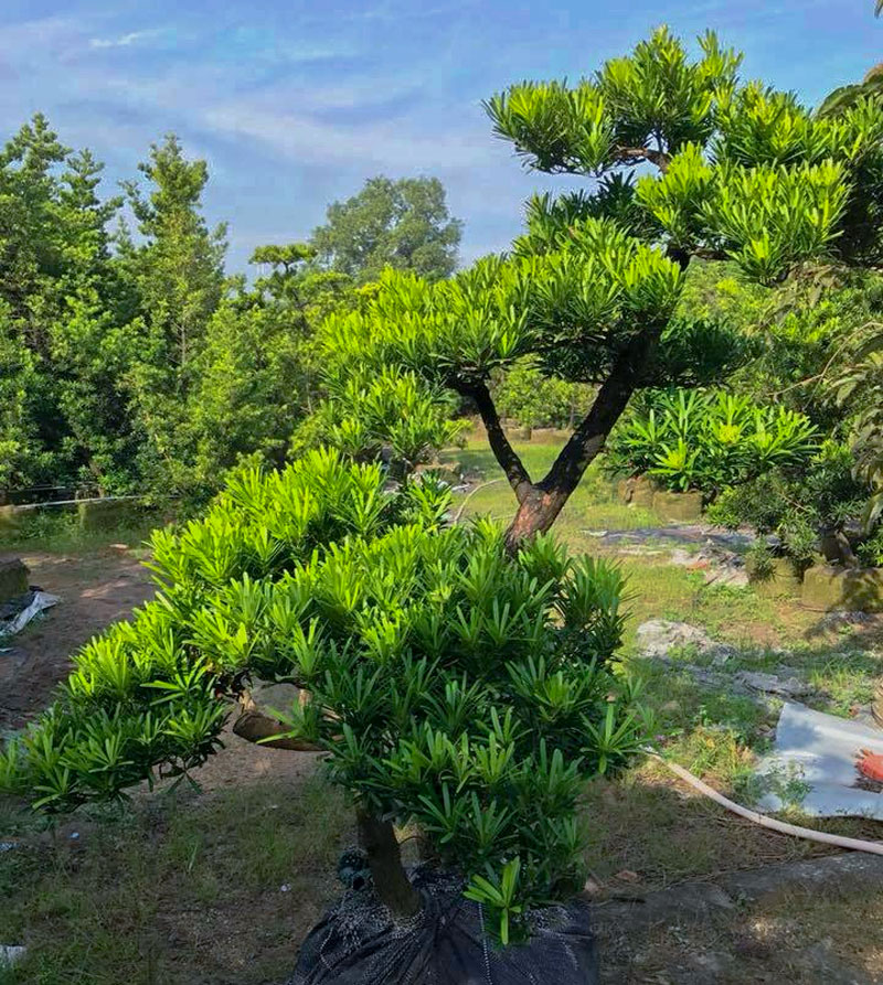 Cây Giống Tùng Đài Loan, Ý Nghĩa cây Tùng Đài Loan