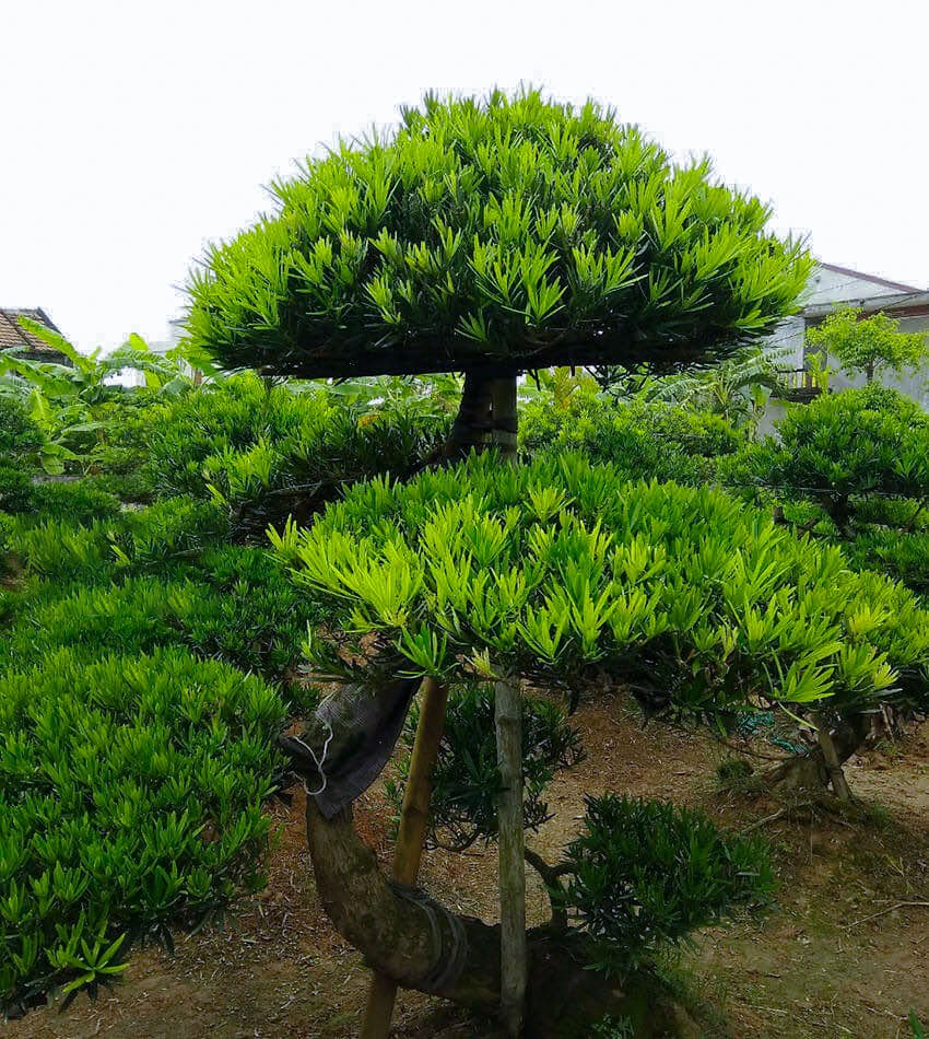 Ý nghĩa của cây tùng Đài Loan phong thủy
