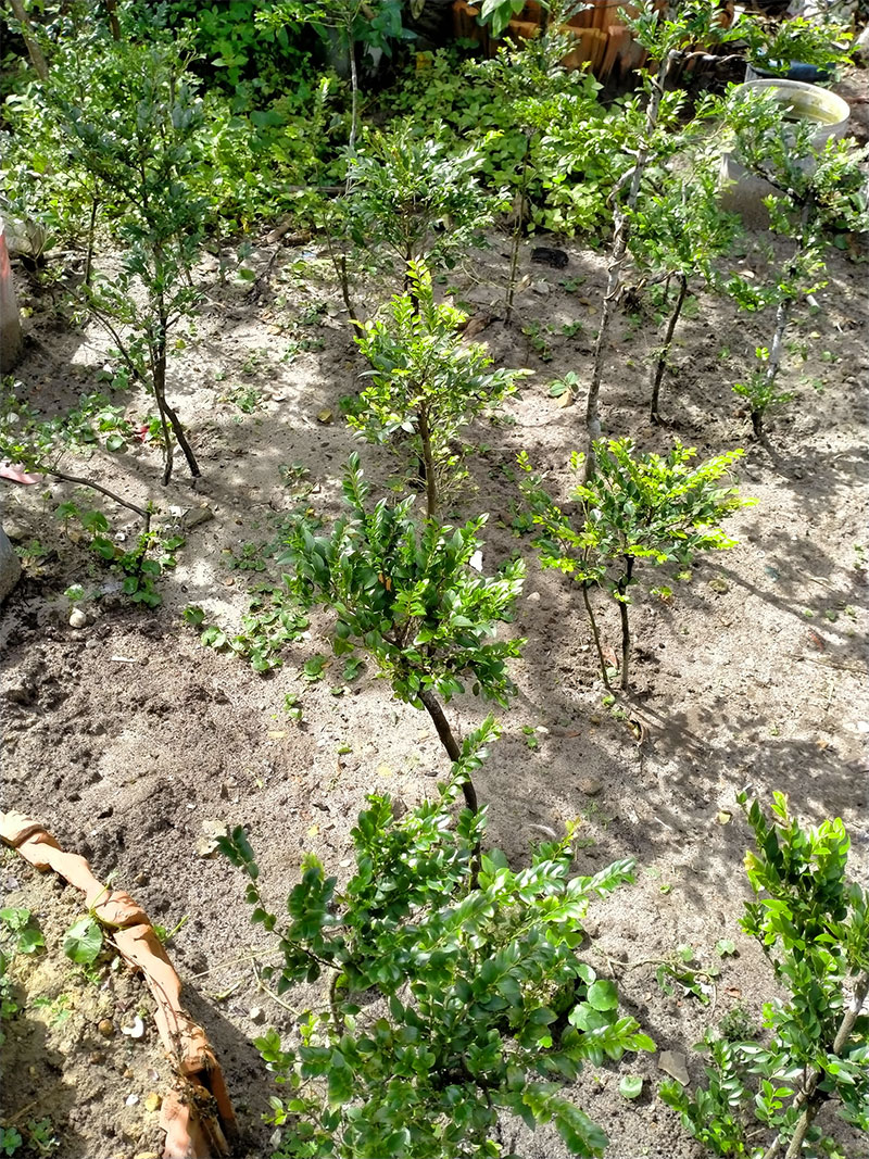 Cách trồng và chăm sóc cây tùng đen